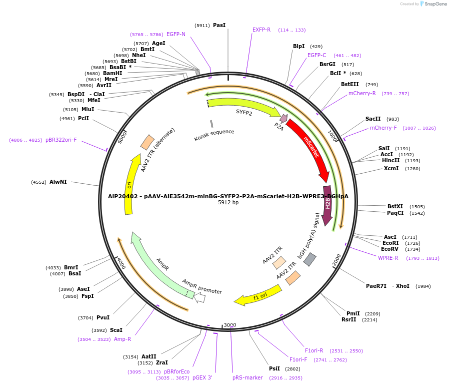 241648-plasmid-map-sequence-id-502318