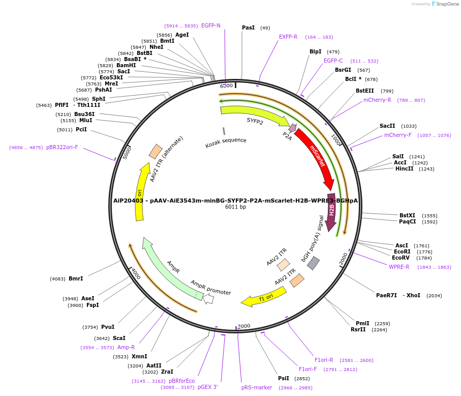 241649-plasmid-map-sequence-id-502319