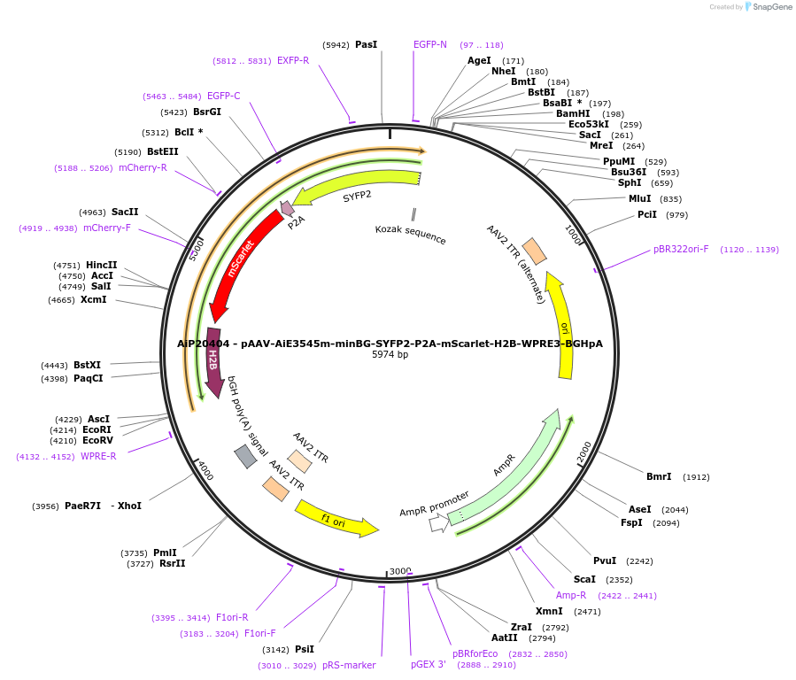 241650-plasmid-map-sequence-id-502320
