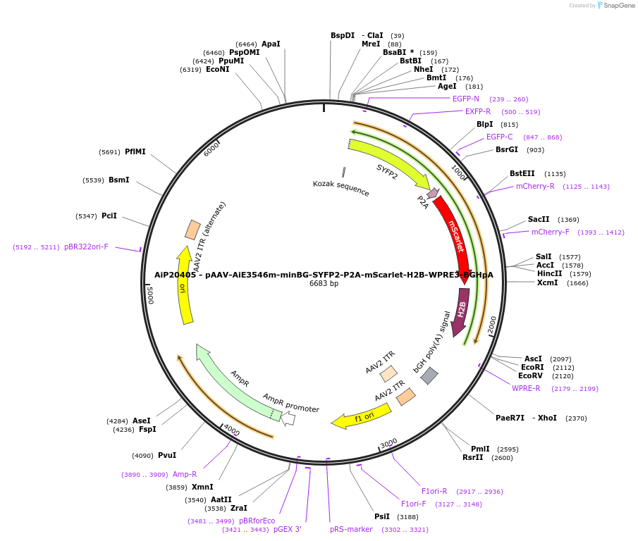 241651-plasmid-map-sequence-id-502321