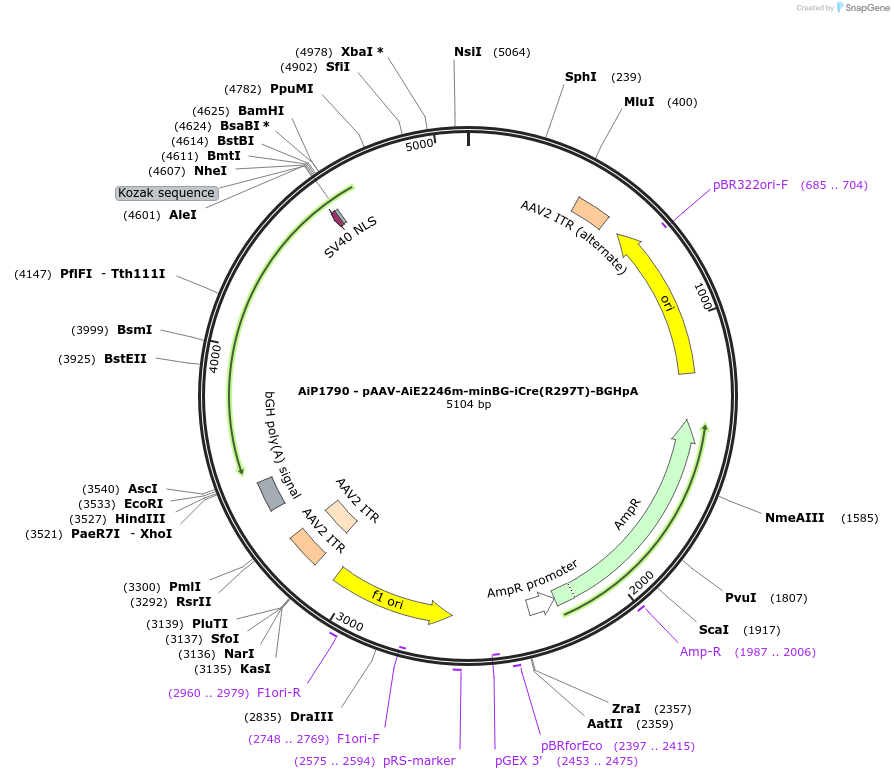 241588-plasmid-map-sequence-id-502367