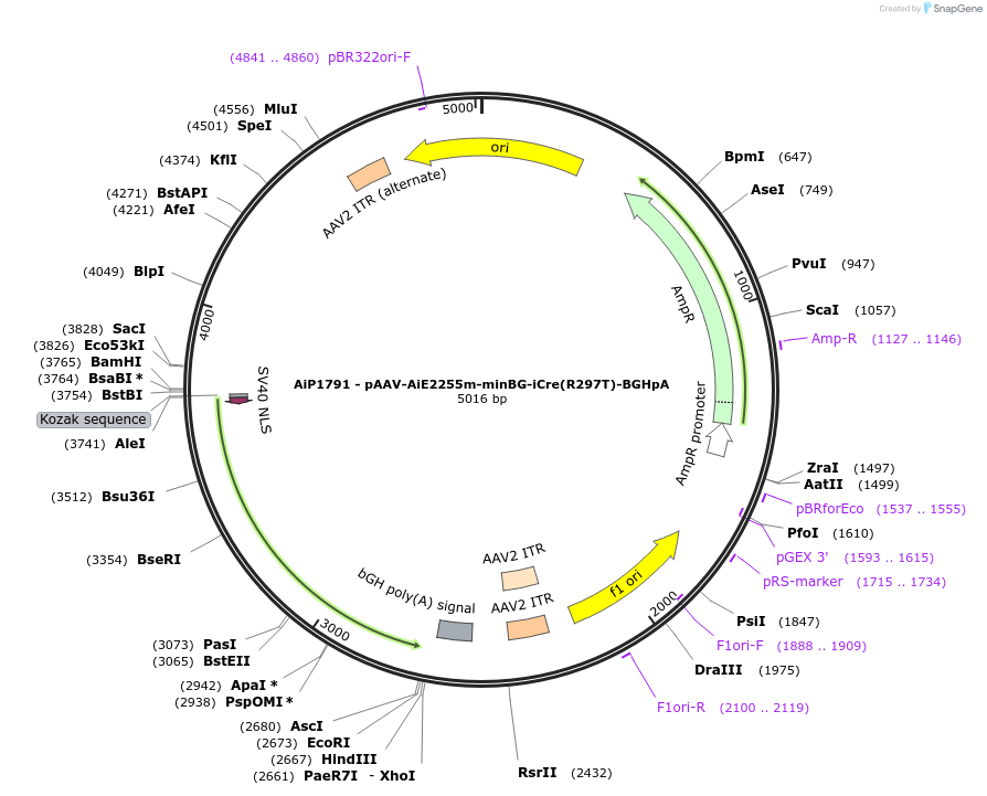 241589-plasmid-map-sequence-id-502368