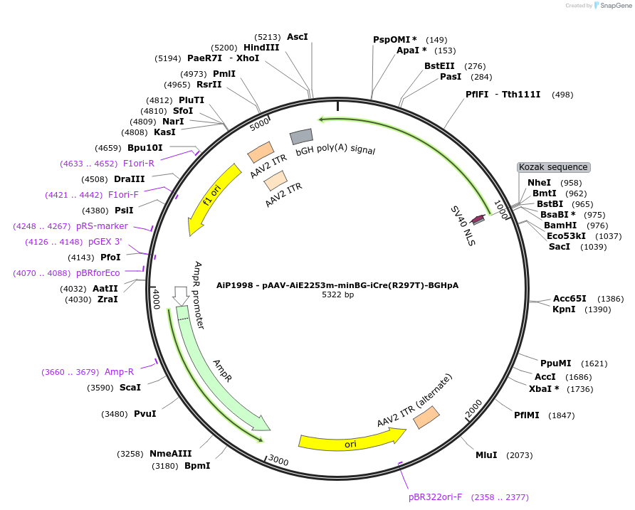 241603-plasmid-map-sequence-id-502369