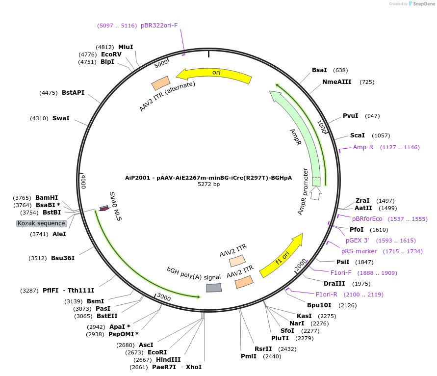 241605-plasmid-map-sequence-id-502370