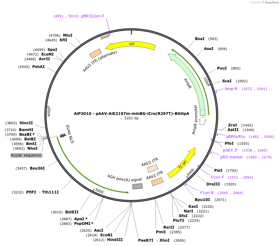 241613-plasmid-map-sequence-id-502371