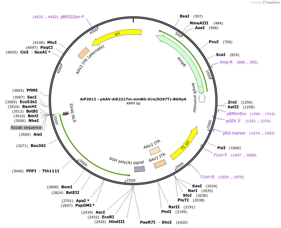 241615-plasmid-map-sequence-id-502372