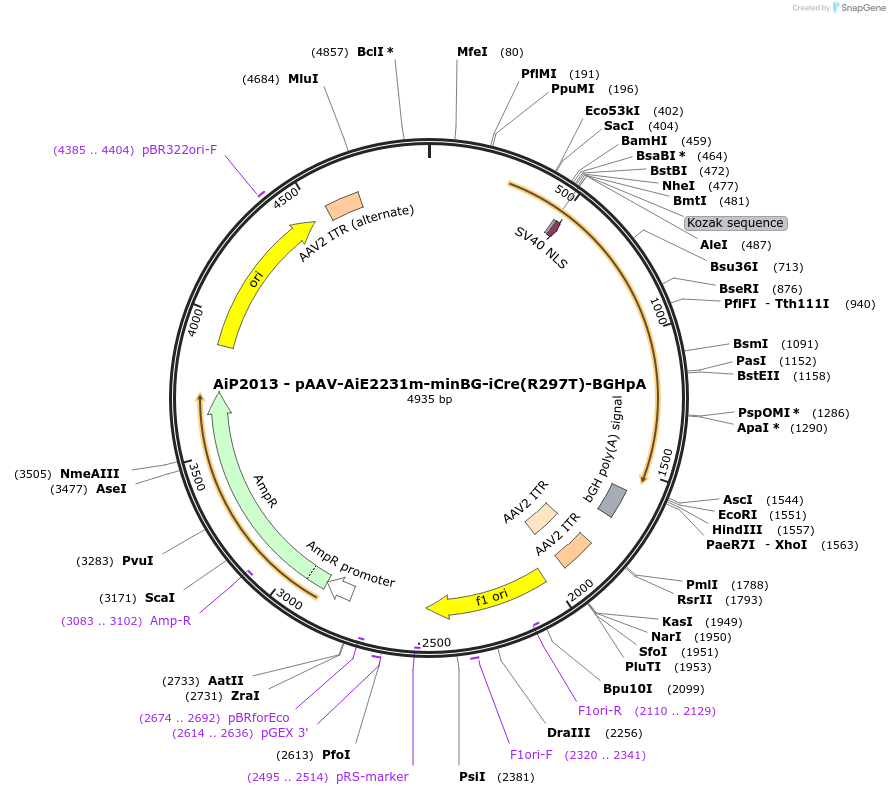 241616-plasmid-map-sequence-id-502373