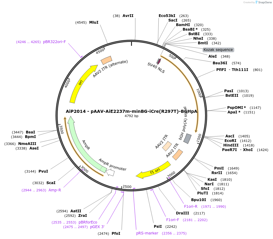 241617-plasmid-map-sequence-id-502374