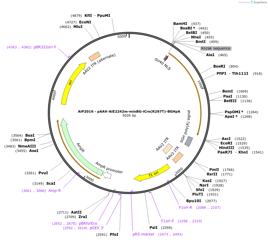 241619-plasmid-map-sequence-id-502375