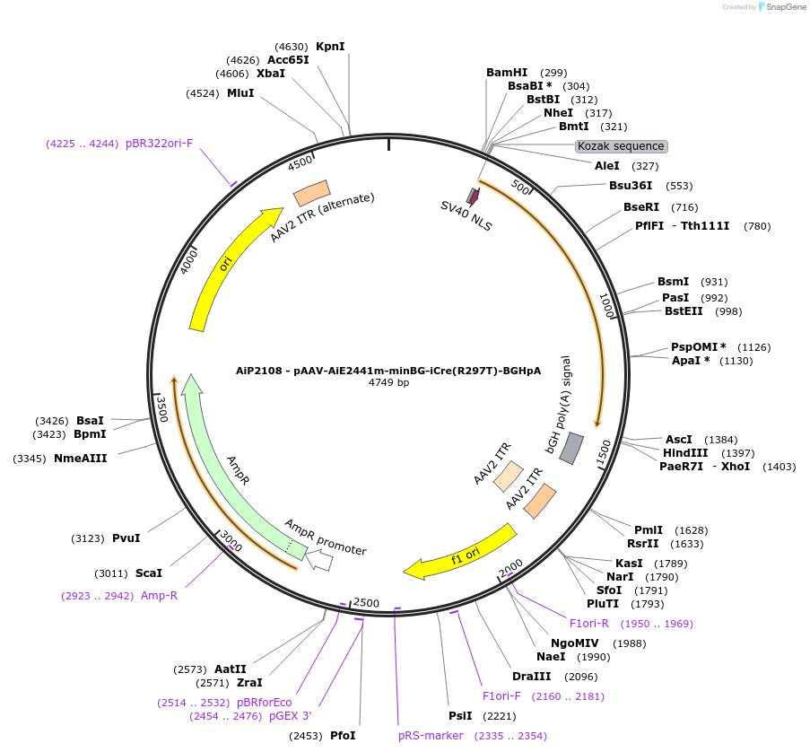 241620-plasmid-map-sequence-id-502376