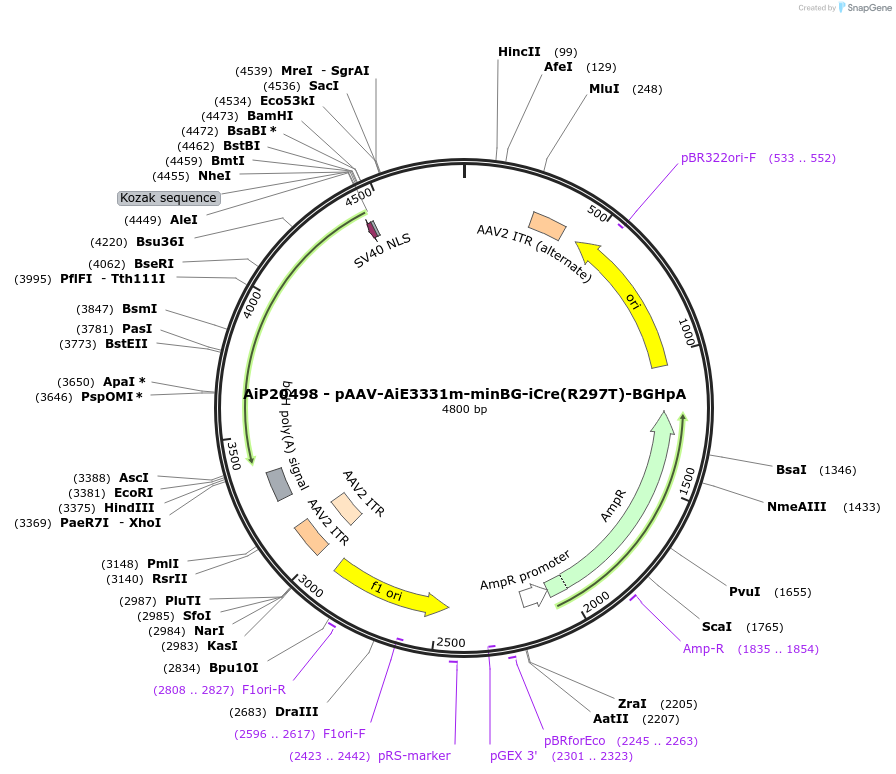 241652-plasmid-map-sequence-id-502377
