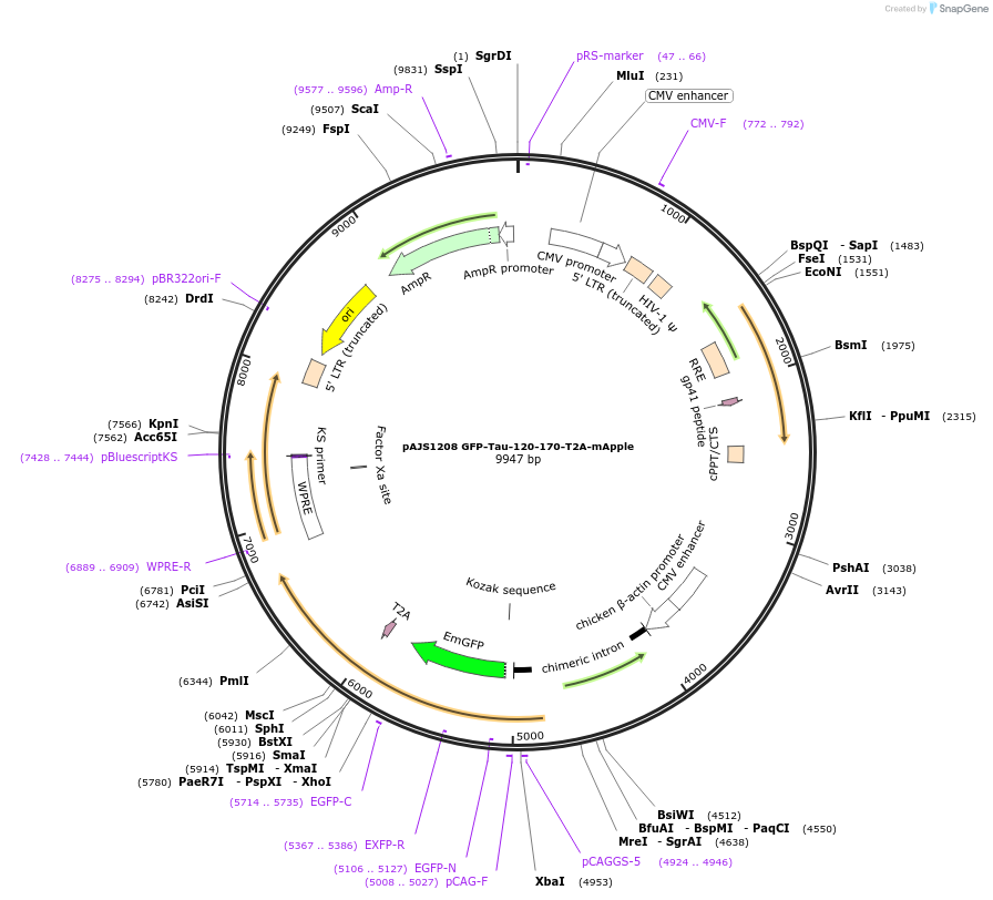 250741-plasmid-map-sequence-id-502380