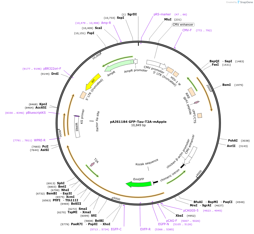 250747-plasmid-map-sequence-id-502382