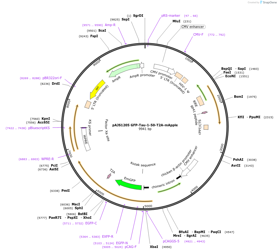 250738-plasmid-map-sequence-id-502383