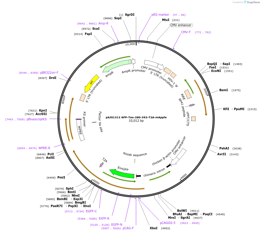 250745-plasmid-map-sequence-id-502387