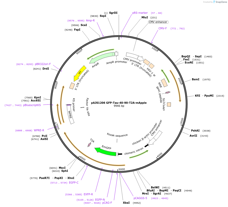 250739-plasmid-map-sequence-id-502388