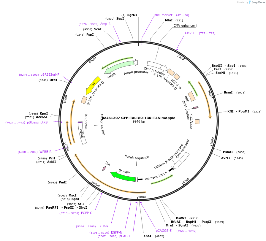 250740-plasmid-map-sequence-id-502392