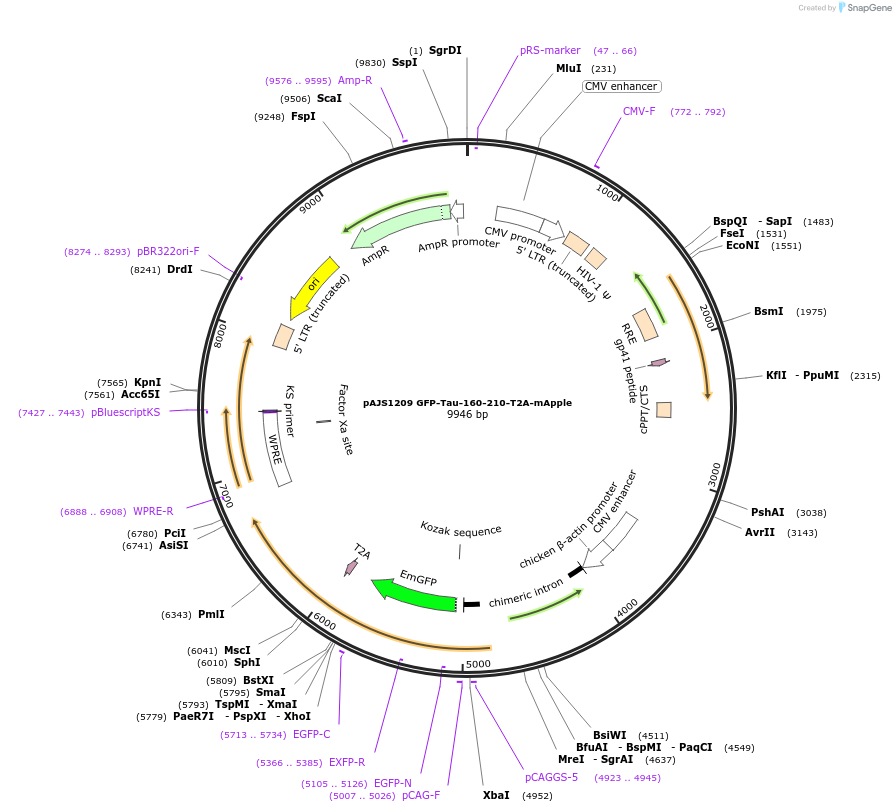 250742-plasmid-map-sequence-id-502395