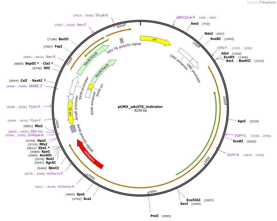 252385-plasmid-map-sequence-id-502421