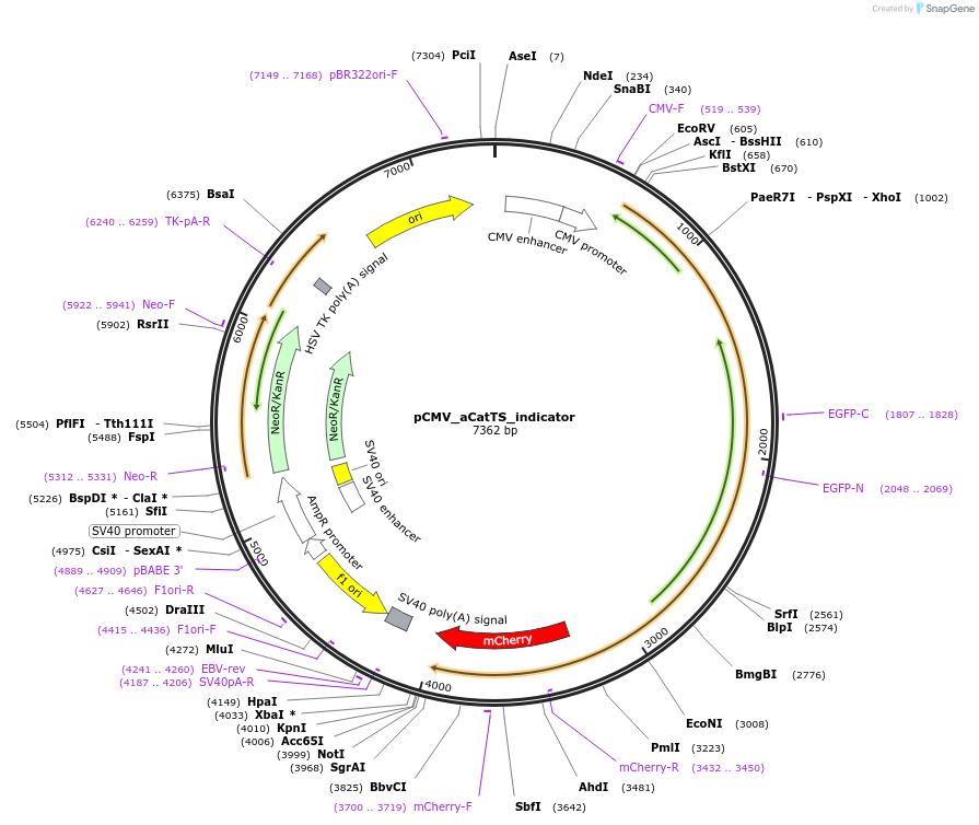 252386-plasmid-map-sequence-id-502423