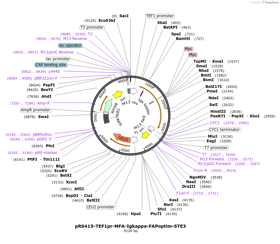 221114-plasmid-map-sequence-id-502425