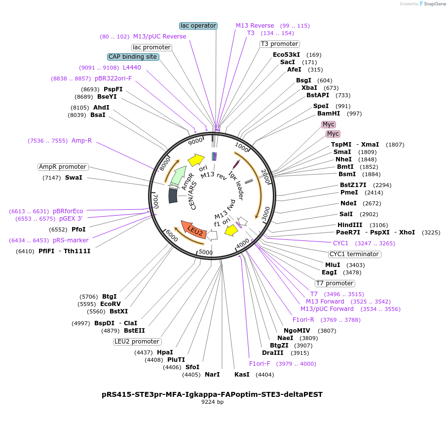 221118-plasmid-map-sequence-id-502433