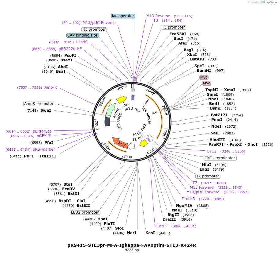 221119-plasmid-map-sequence-id-502434