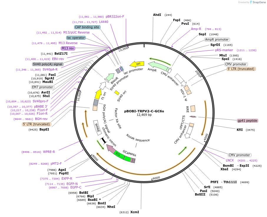 249436-plasmid-map-sequence-id-502452