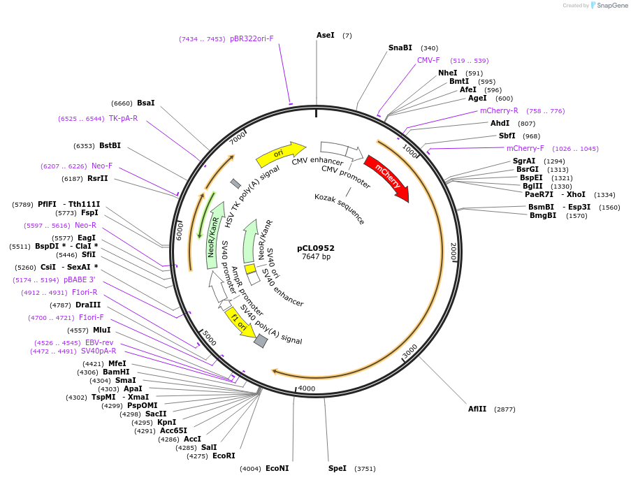 252419-plasmid-map-sequence-id-502456