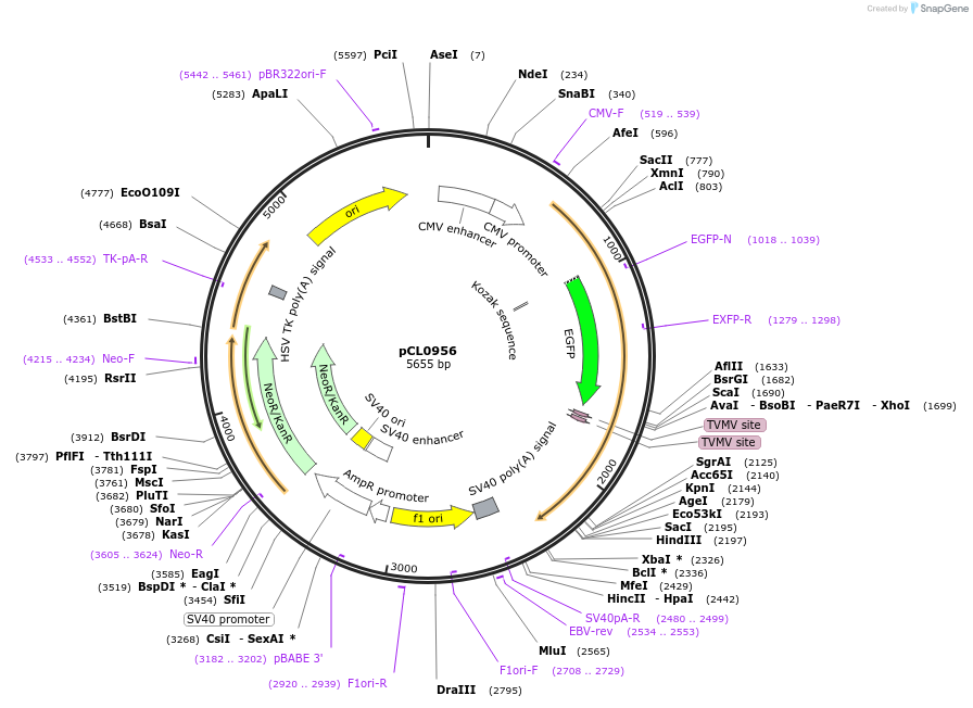 252420-plasmid-map-sequence-id-502457