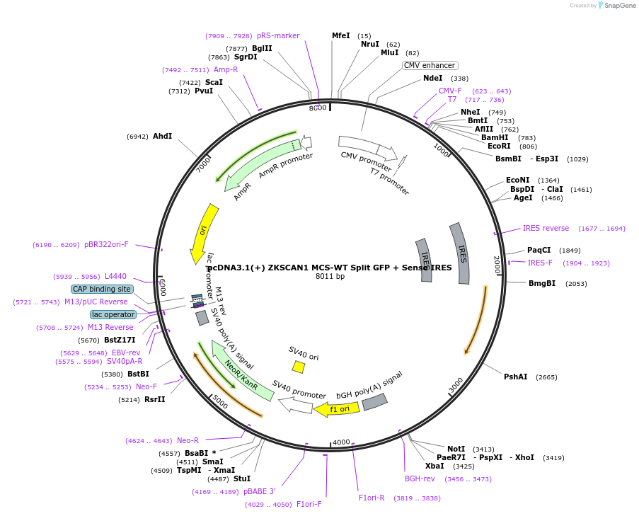 69909-plasmid-map-sequence-id-502474