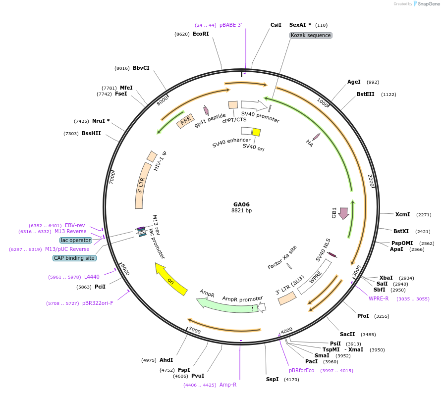 248861-plasmid-map-sequence-id-502478