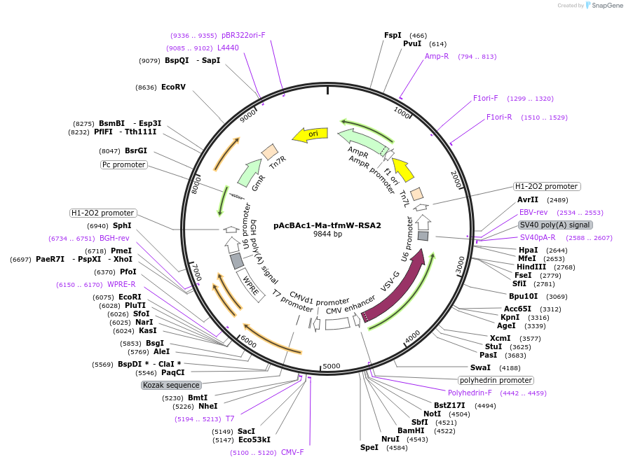 251519-plasmid-map-sequence-id-502503