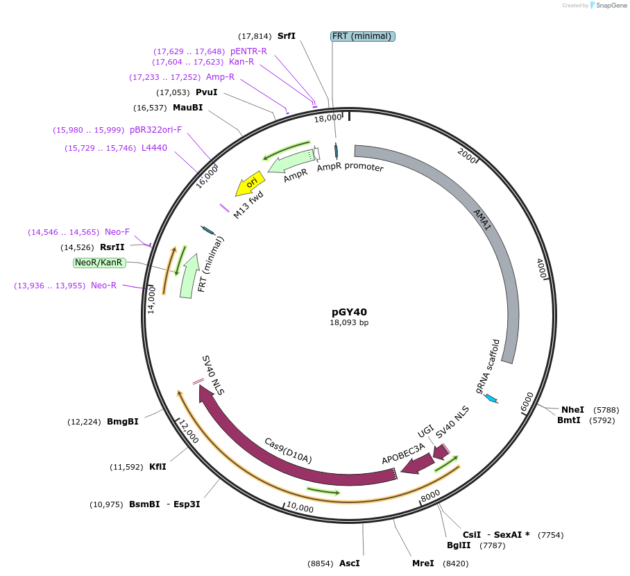 249718-plasmid-map-sequence-id-502504