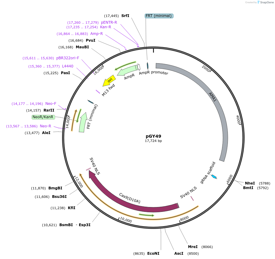 249719-plasmid-map-sequence-id-502505