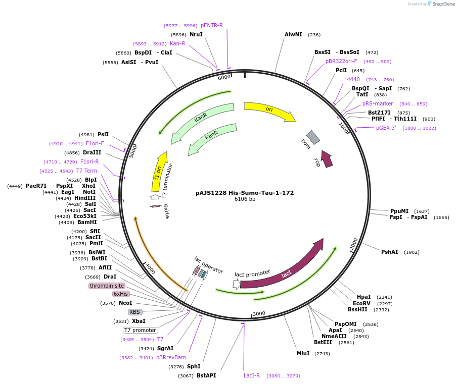 250751-plasmid-map-sequence-id-502544