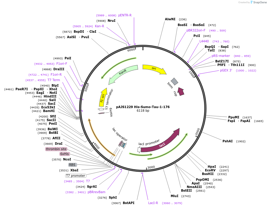250752-plasmid-map-sequence-id-502546
