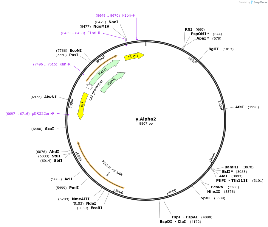 252566-plasmid-map-sequence-id-502550