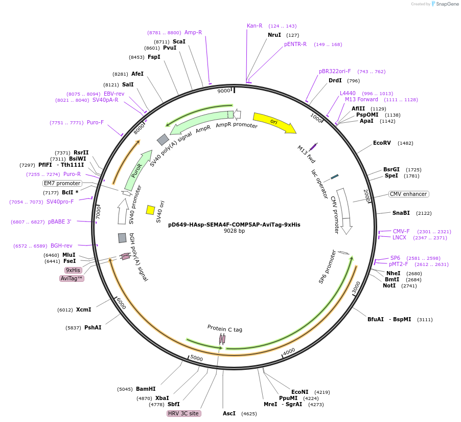 157494-plasmid-map-sequence-id-502556