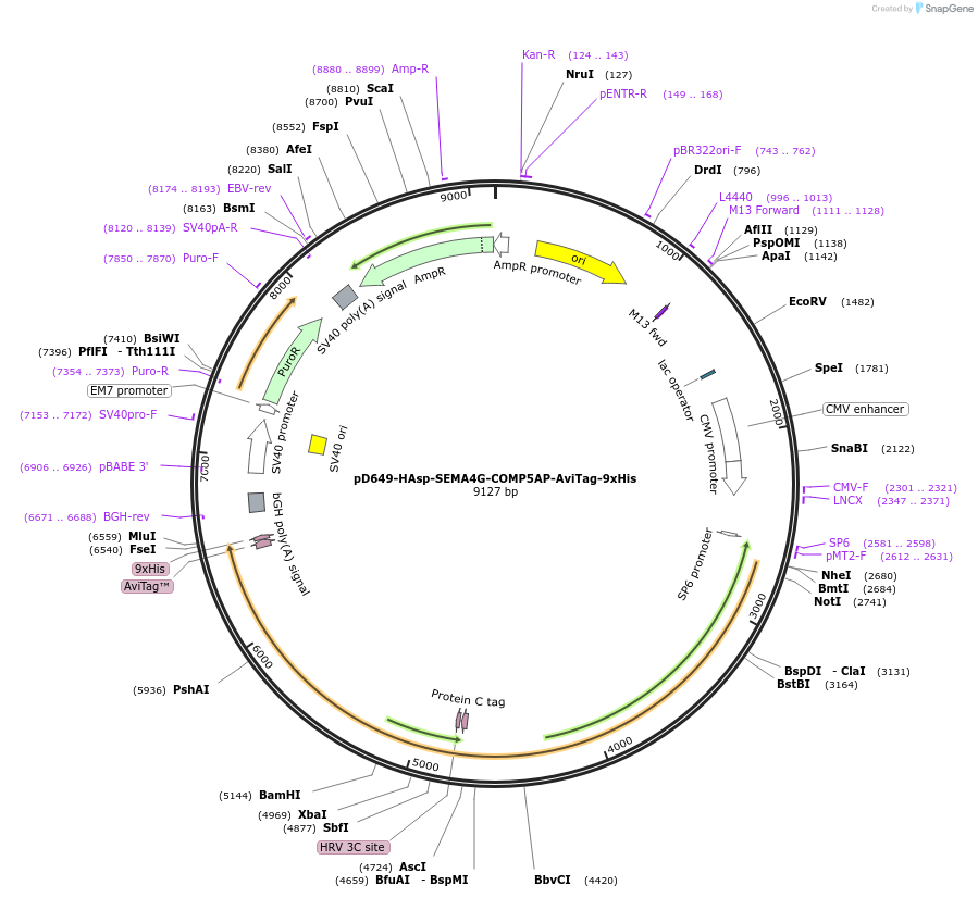 157503-plasmid-map-sequence-id-502557