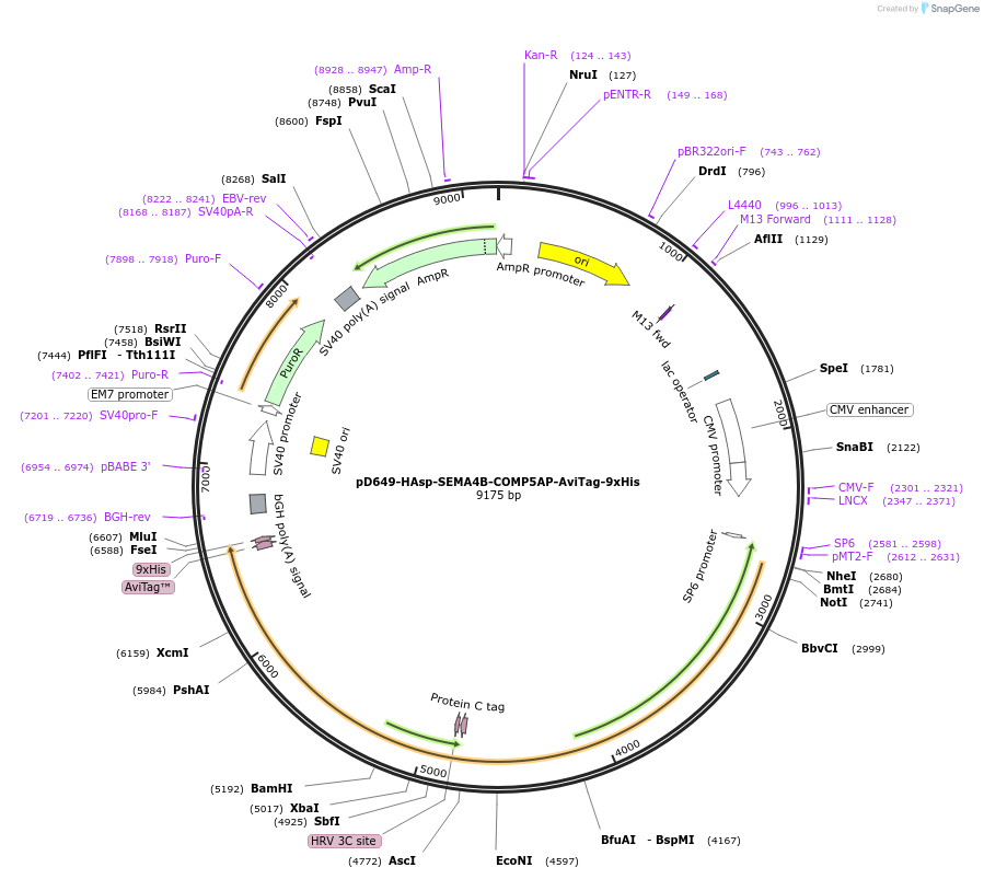 157508-plasmid-map-sequence-id-502560
