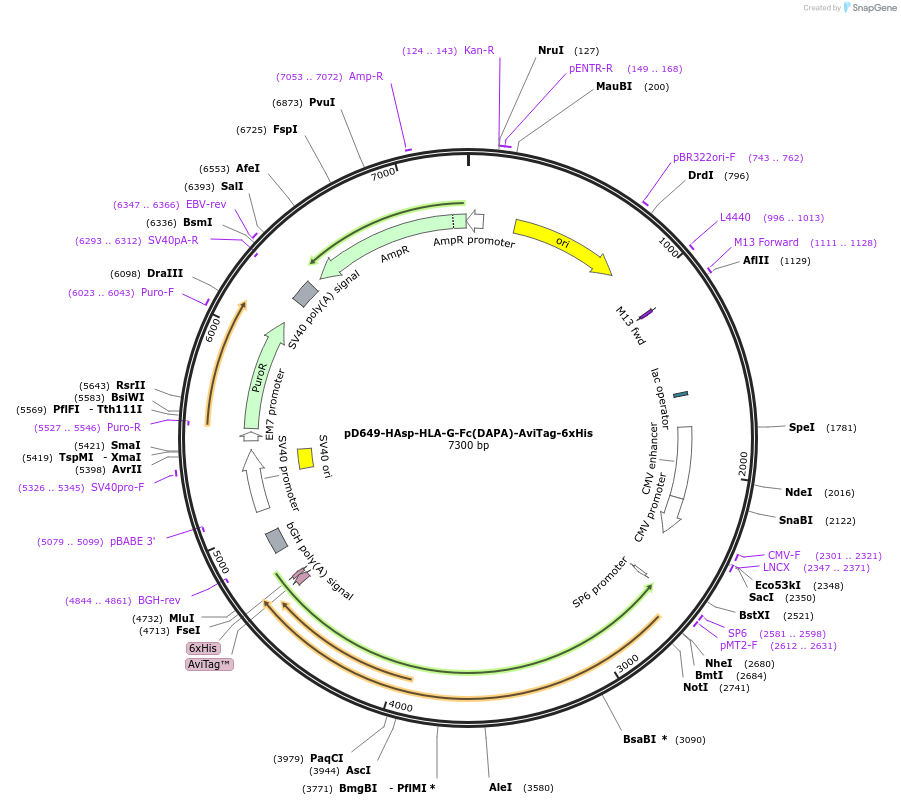 156833-plasmid-map-sequence-id-502570