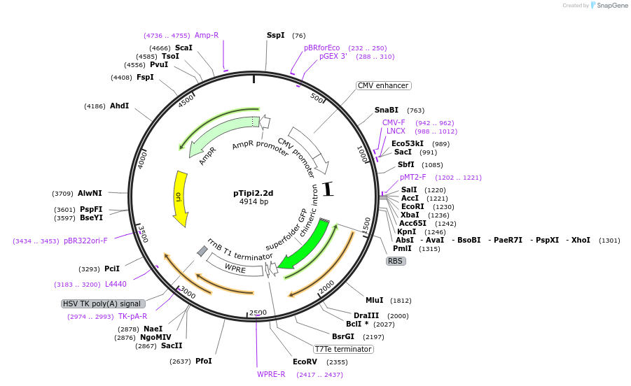252902-plasmid-map-sequence-id-502574