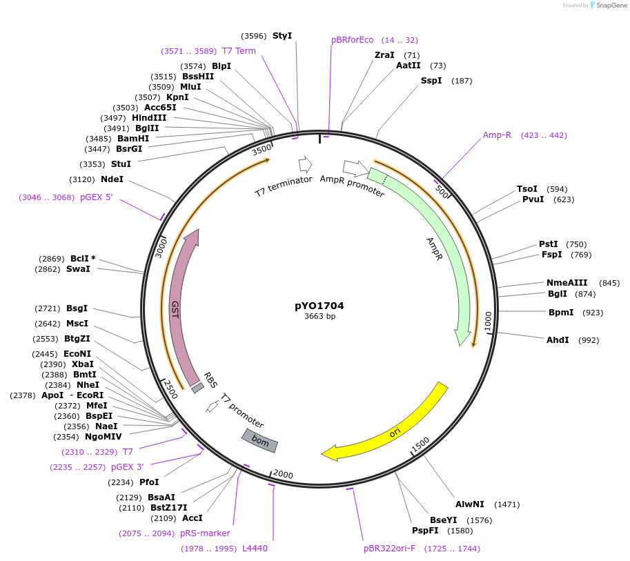 252704-plasmid-map-sequence-id-502576