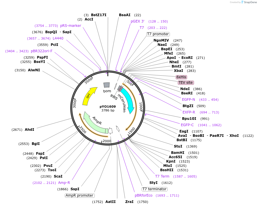 252674-plasmid-map-sequence-id-502577