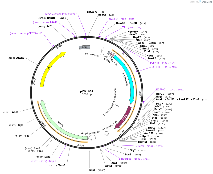 252673-plasmid-map-sequence-id-502578