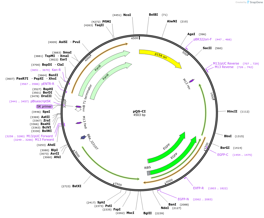 251745-plasmid-map-sequence-id-502579