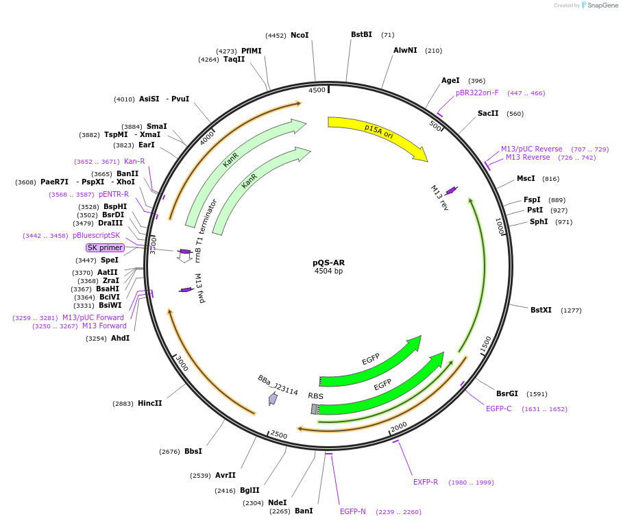 251746-plasmid-map-sequence-id-502580