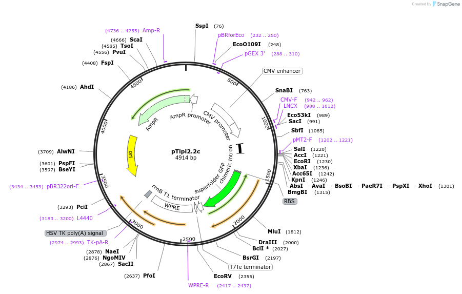 252901-plasmid-map-sequence-id-502584