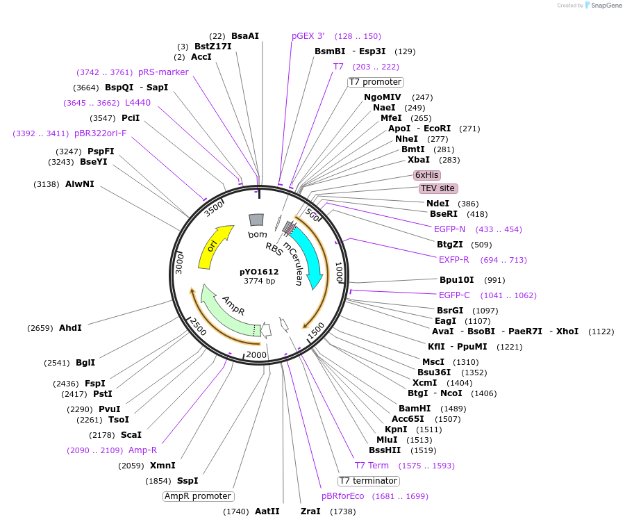 252677-plasmid-map-sequence-id-502585